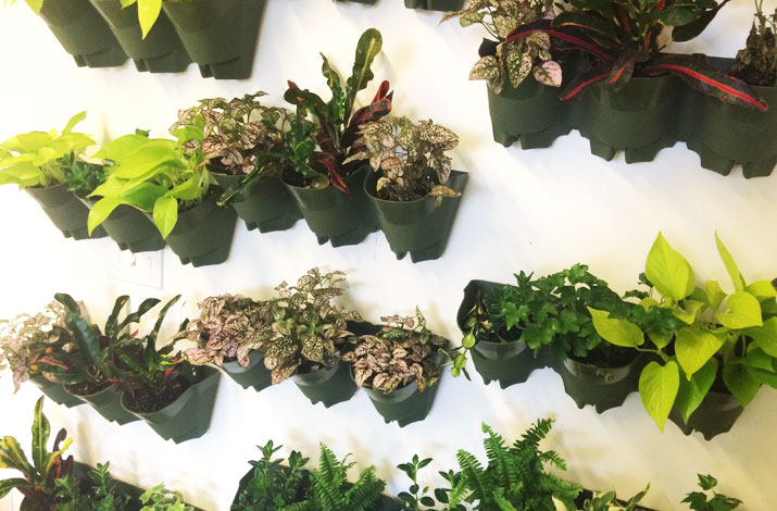 plant