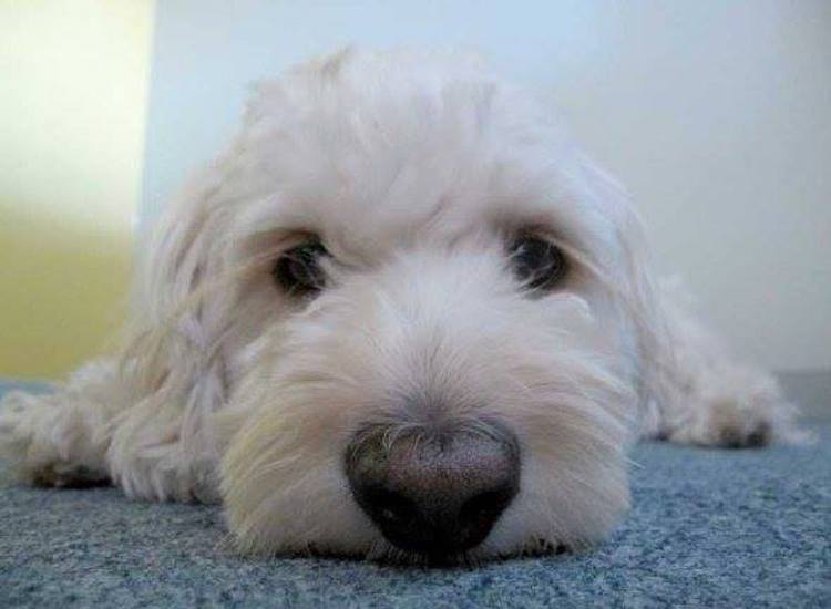 cooper